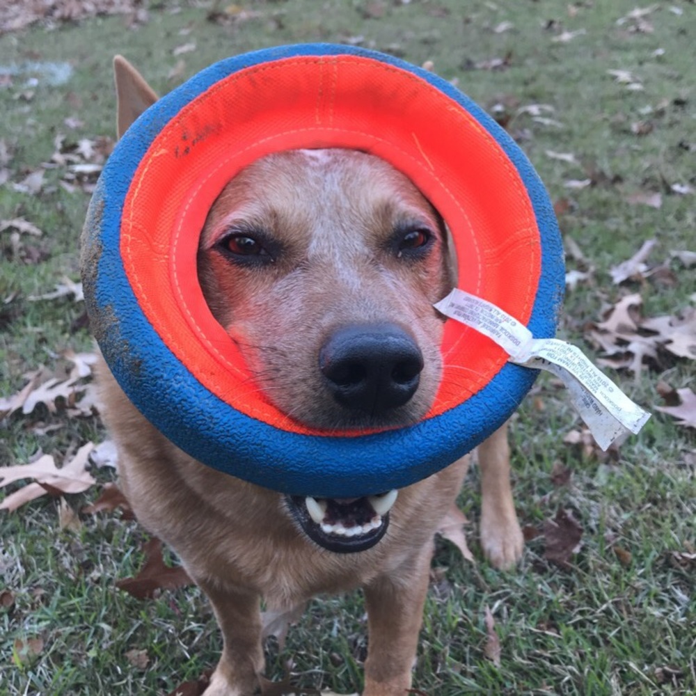 🎉Tearable Toybox for Dog Destruction 🐕 - Picture 5 of 6